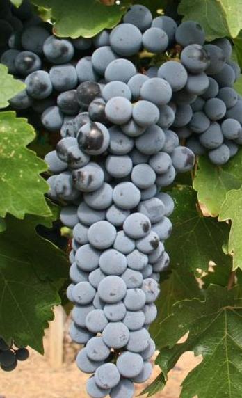 Grapes