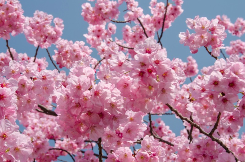Cherry Blossoms