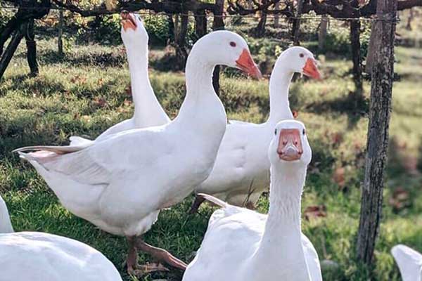Geese