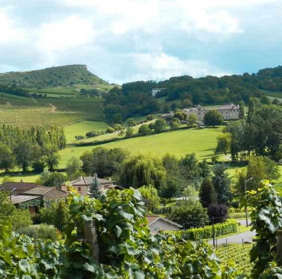 Macon vineyard