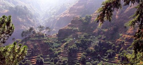 a Madeira vineyard