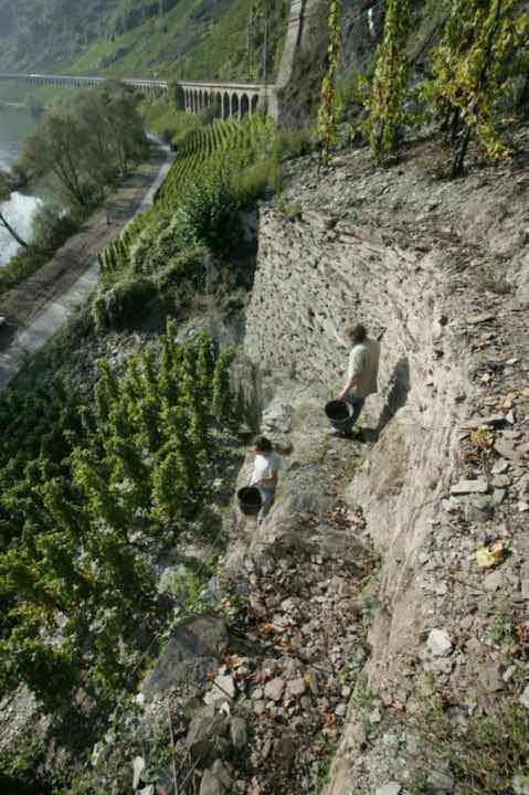 Mountain Climbers